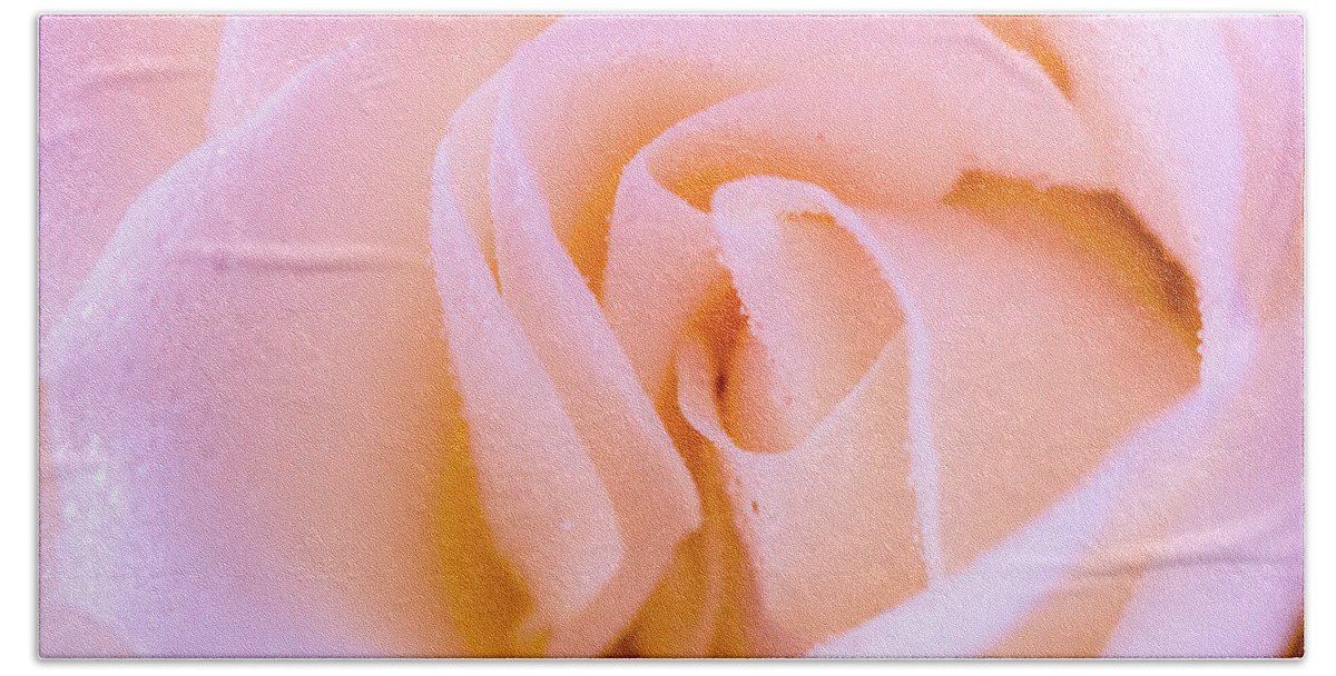 Rose Beach Sheet featuring the photograph Softly Pink Rose by Tanya C Smith