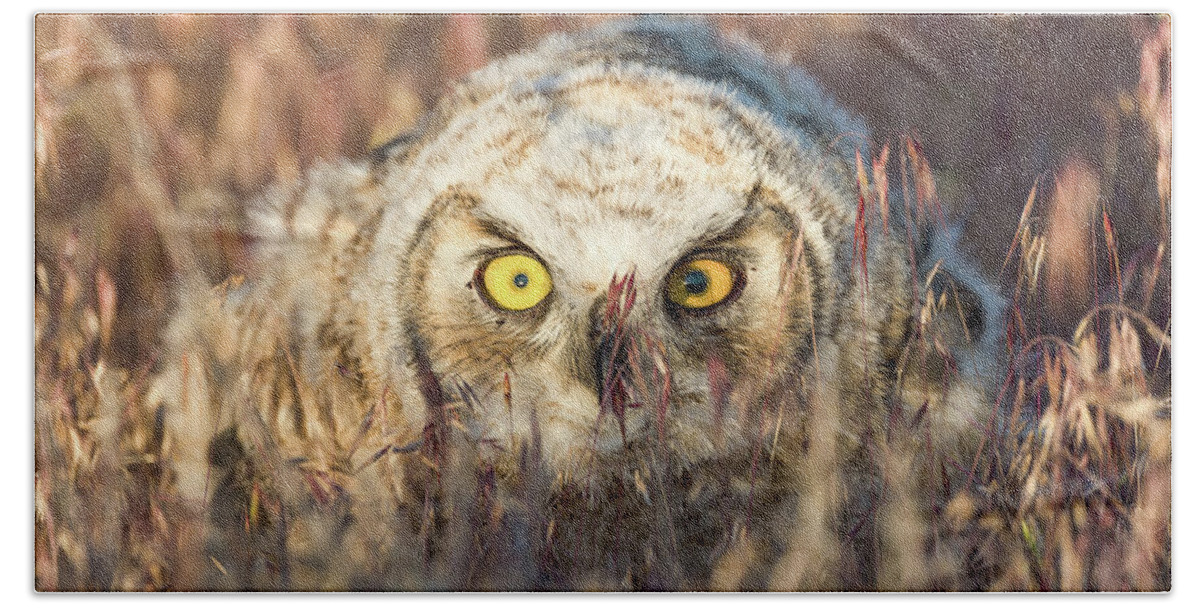 Owl Beach Towel featuring the photograph Incognito by Scott Warner