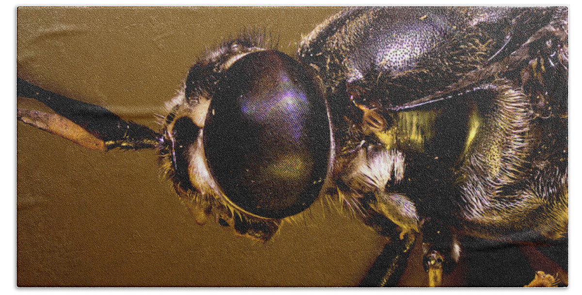 Microscope Beach Towel featuring the photograph Soldier Fly Portrait by Daniel Reed