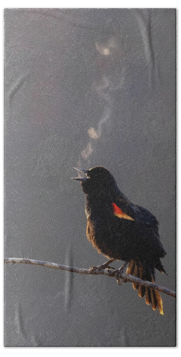 Bird Beach Towel featuring the photograph Song Exhale by Art Cole
