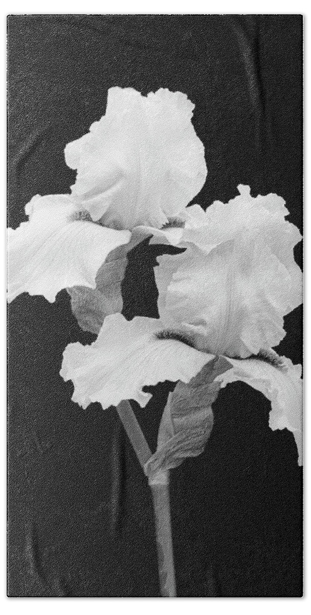 Iris Beach Towel featuring the photograph Sophisticated Iris BW by Susan Candelario