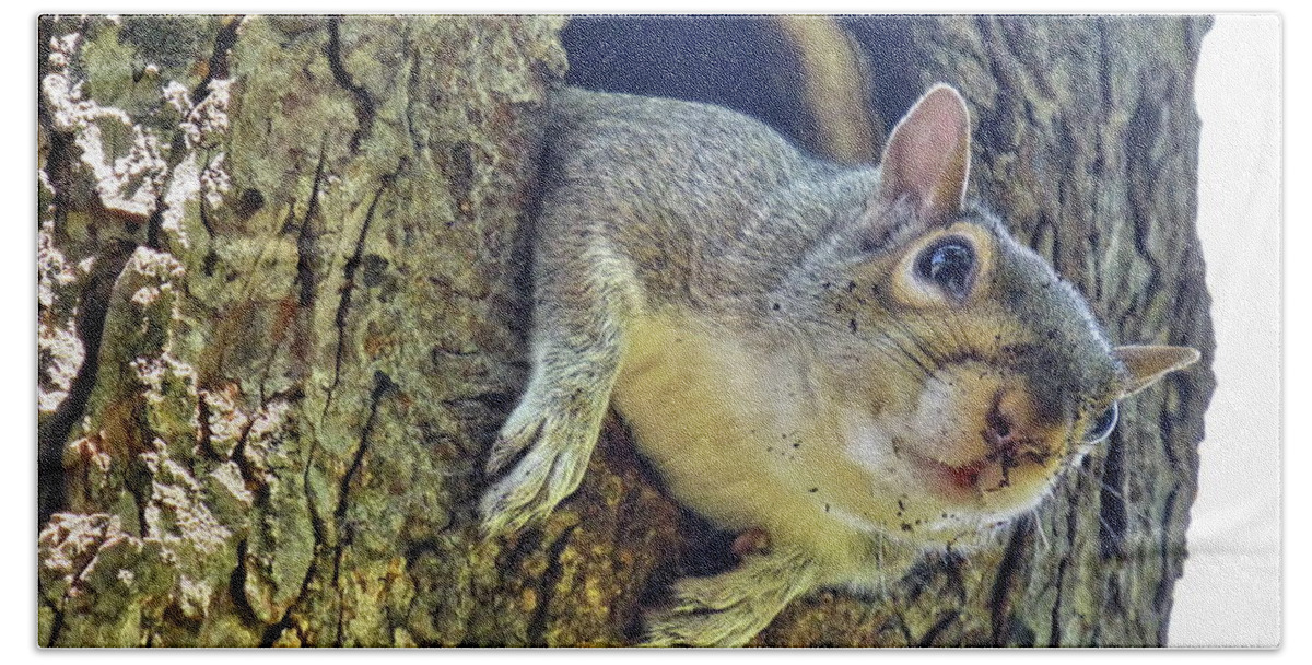 Eastern Gray Squirrel Beach Towel featuring the photograph Sorry, this Hollow needs cleaning up by Lyuba Filatova