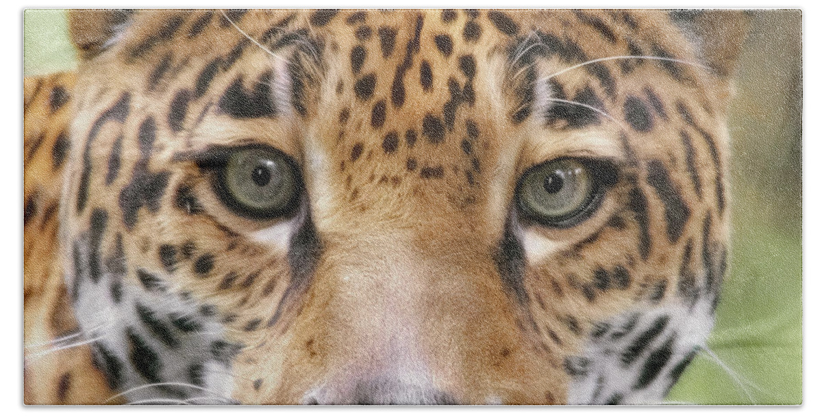 Jaguar Beach Towel featuring the photograph Soulful by Elaine Malott