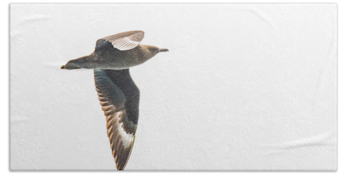 03feb20 Beach Towel featuring the photograph South Polar Skua In Flight by Jeff at JSJ Photography