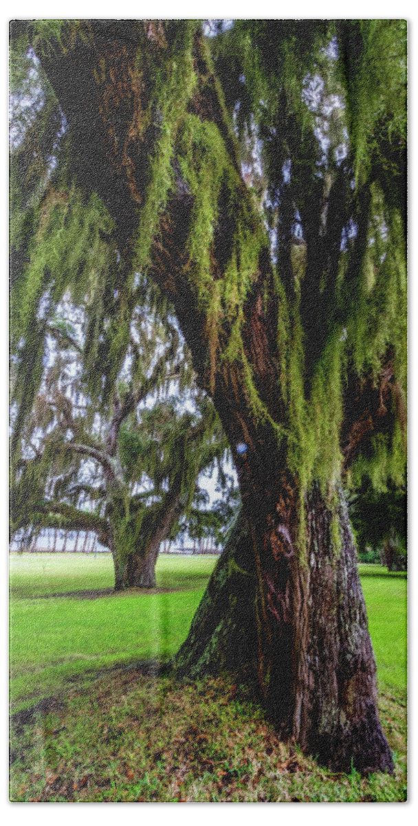 Tree Beach Towel featuring the photograph Spanish Moss in the Trees by Debra and Dave Vanderlaan