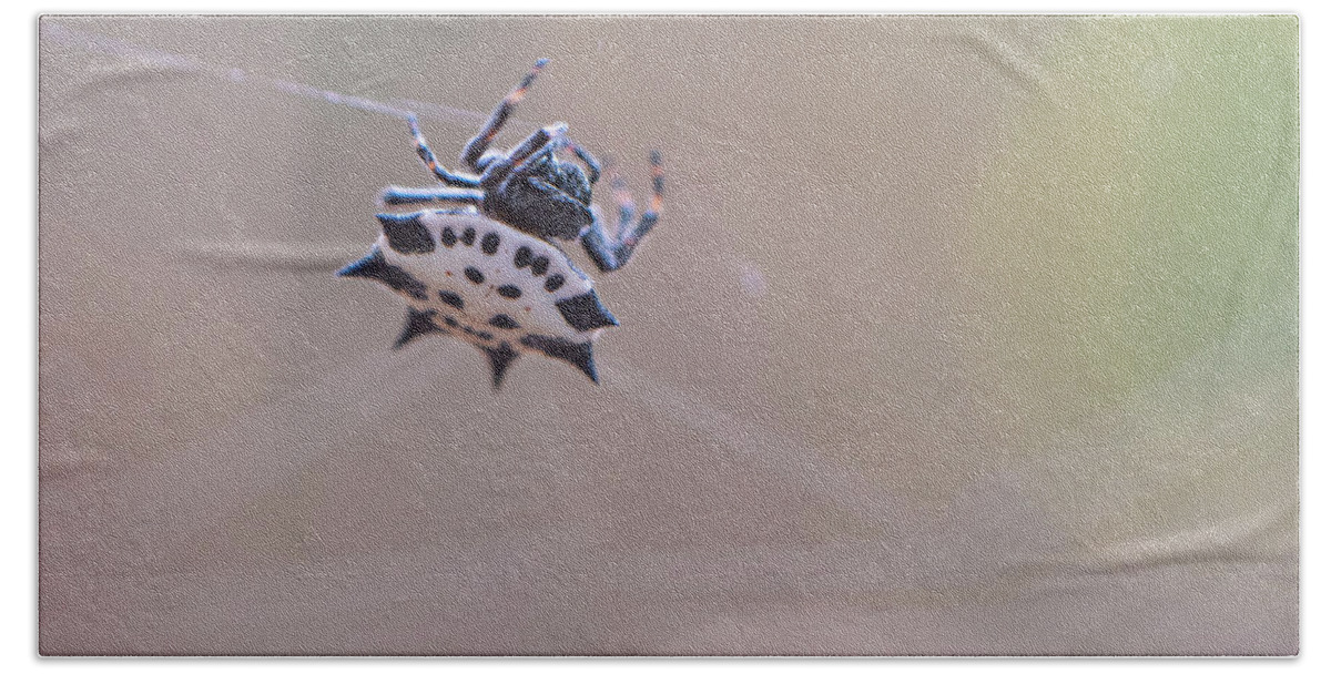 Spider Beach Towel featuring the photograph Spider Macro by Karen Rispin