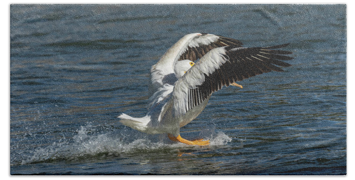 American White Pelican Beach Towel featuring the photograph Splash Down 2016 by Thomas Young