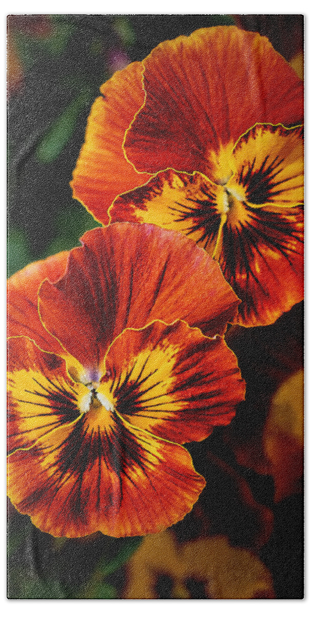 Garden Beach Towel featuring the photograph Spriing Pansy Flowers at Brookside Gardens by Stuart Litoff