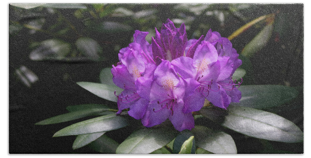 Close Up Color Photography Of A Rhododendron Blossom. Beach Towel featuring the photograph Spring Blossom by Geoff Jewett