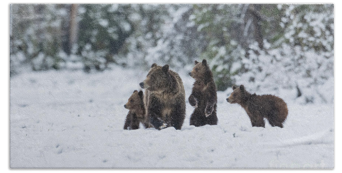 Animals Beach Towel featuring the photograph Spring Folly - Bears by Sandra Bronstein