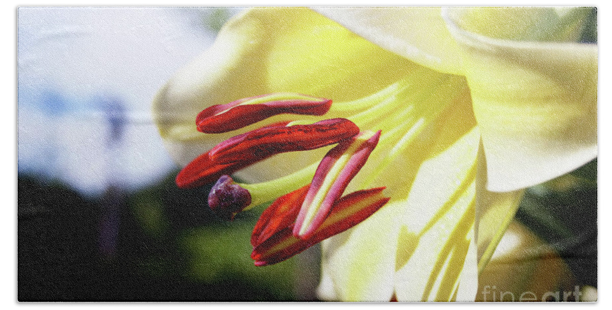 Lily; Spring Flower; Spring; Yellow Flower; Clouds; Horizontal; Outdoors; Close-up; Macro; Beach Towel featuring the photograph Spring Lily by Tina Uihlein