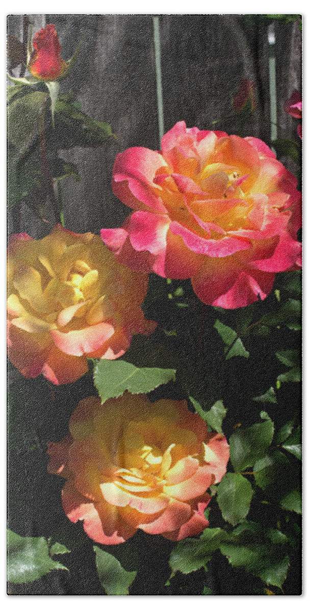 Fine Art Beach Towel featuring the photograph Spring Roses by Greg Sigrist