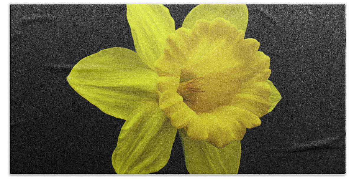 Daffodil Beach Towel featuring the photograph Springing Eternal by Joe Schofield