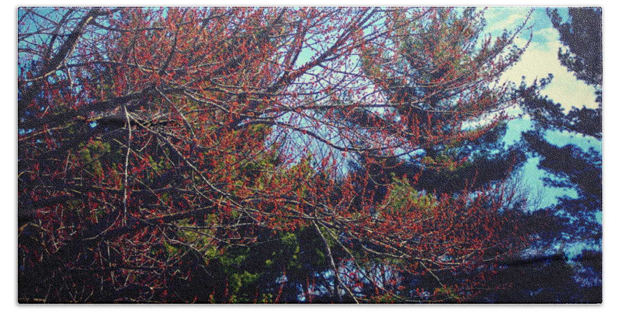 Seasons Beach Towel featuring the photograph Springtime Budding in the Trees by Frank J Casella