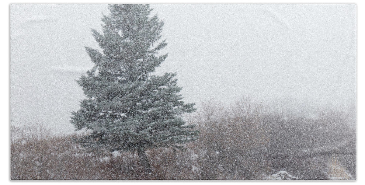 Snow Beach Towel featuring the photograph Spruce tree on a snowy day by Karen Rispin