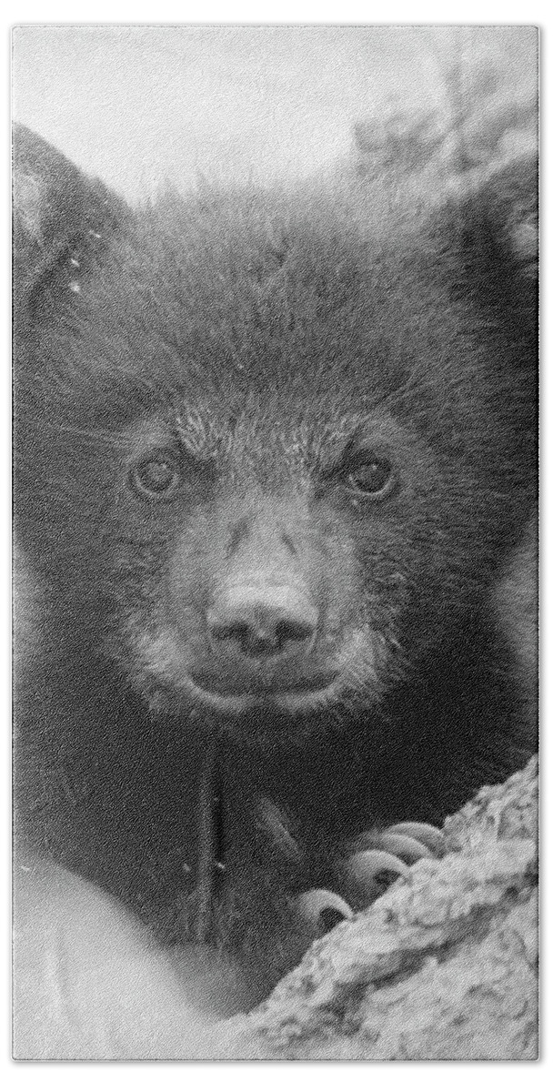 Bear Beach Towel featuring the photograph Square Bear by Everet Regal