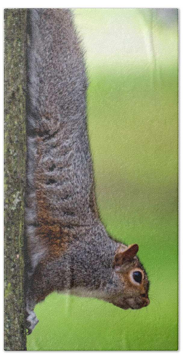 Squirrel Beach Towel featuring the photograph Squirrel at Greenwich Park 2 by Pablo Lopez