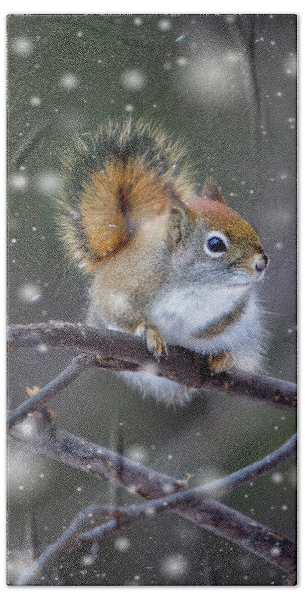 Squirrel Beach Sheet featuring the photograph Squirrel Balancing Act by Patti Deters