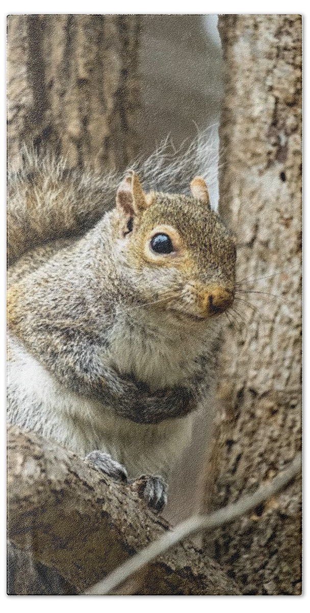 Wildlife Beach Towel featuring the photograph Squirrel Keeping Warm by Rick Nelson