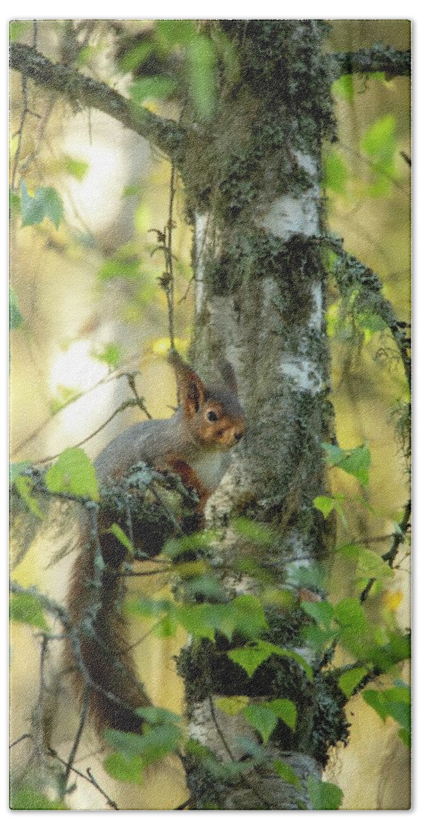 Nature Beach Towel featuring the photograph Squirrels in forest by Rose-Marie Karlsen