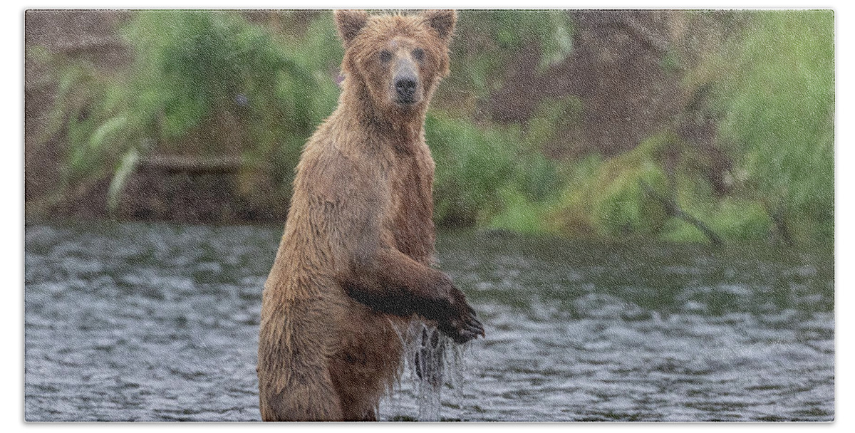 Bear Beach Towel featuring the photograph Standing in the Rain by Randy Robbins
