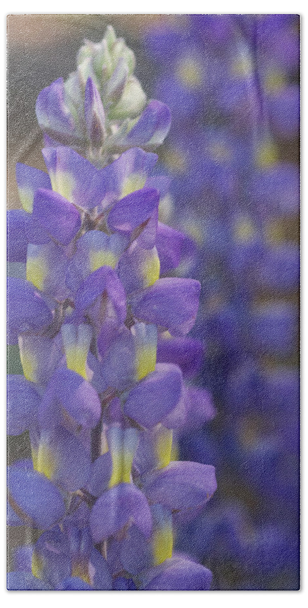 Lupine Beach Towel featuring the photograph Standing Tall by Melissa Southern
