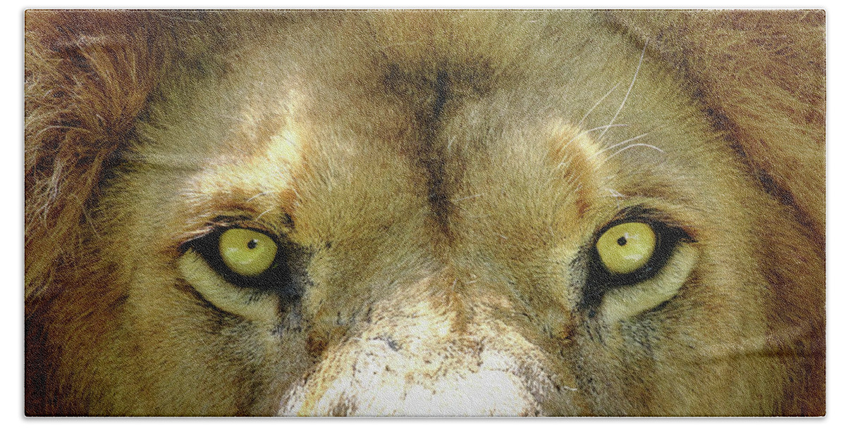 Lion Beach Towel featuring the photograph Stare Down by Lens Art Photography By Larry Trager