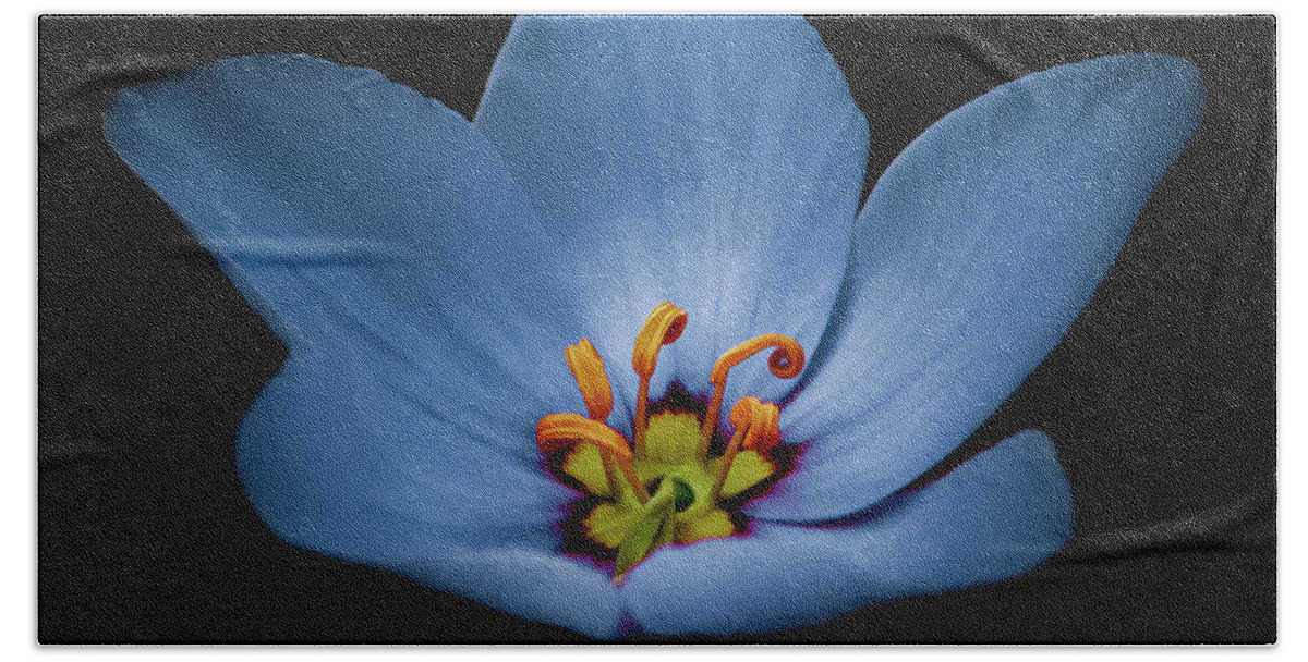 Flower Beach Towel featuring the photograph Stellar Blue-auty by Gena Herro