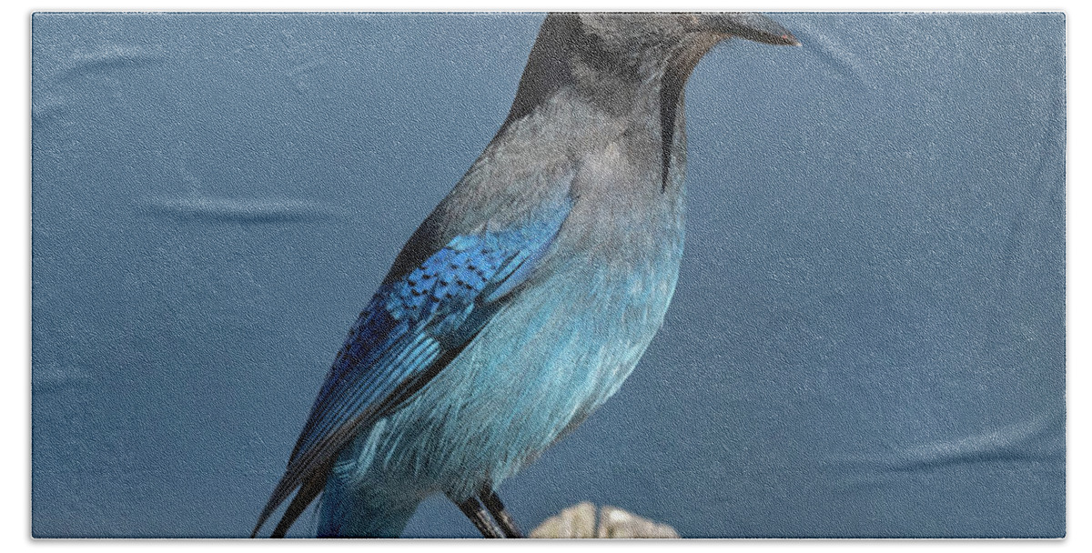 Blue Jay Beach Towel featuring the photograph Steller's Jay by Mark Langford