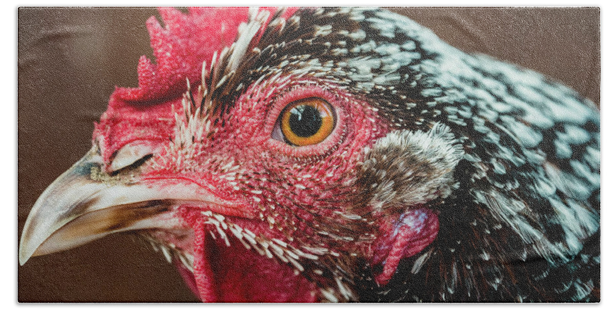 Hen Beach Towel featuring the photograph Stevie the Speckled Sussex Chicken by Ada Weyland