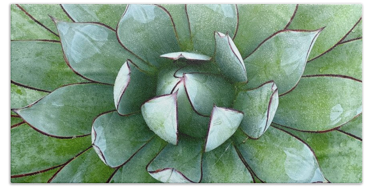  Beach Towel featuring the photograph Succulent by Julie Gebhardt