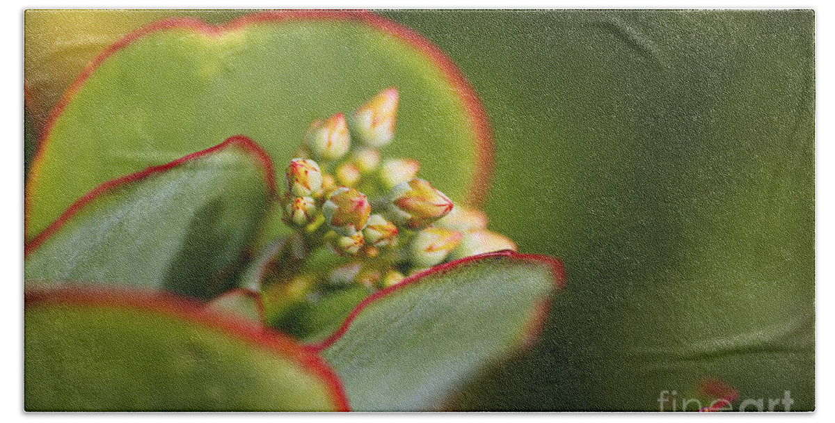 Succulent With Buds Beach Towel featuring the photograph Succulent With Buds by Joy Watson