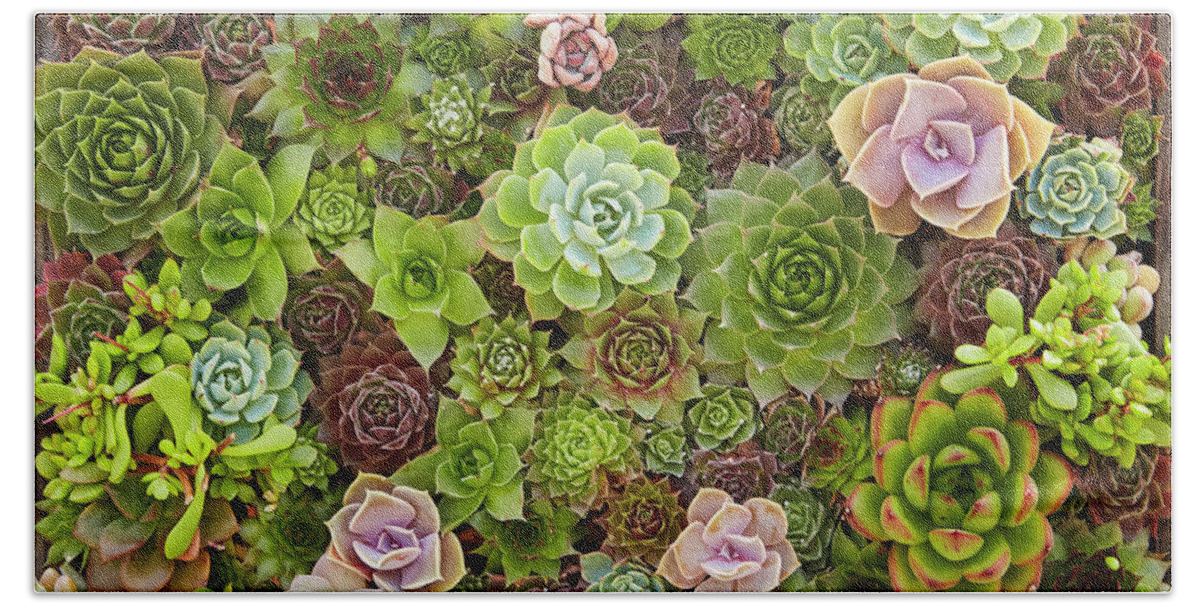 Succulents Beach Towel featuring the photograph Succulents by Garden Gate magazine