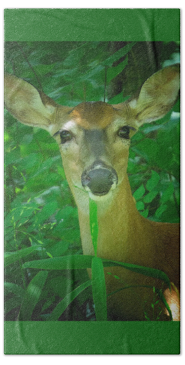 Deer Beach Towel featuring the photograph Summer Lady by DArcy Evans