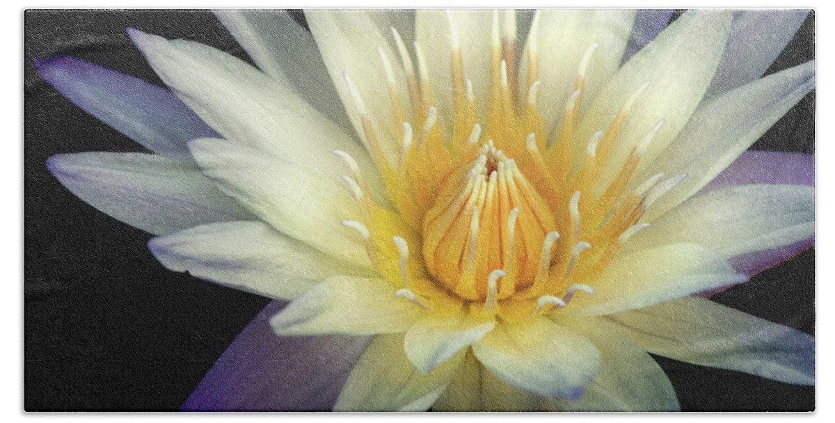 Flower Beach Towel featuring the photograph Summer Water Lily by Don Johnson