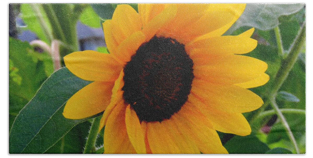 Flowers Beach Towel featuring the photograph Sunflower - Two by Linda Stern