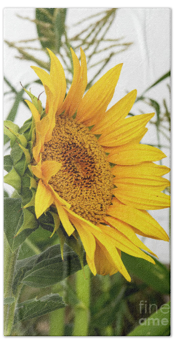 Natanson Beach Towel featuring the photograph Sunflower with Corn by Steven Natanson