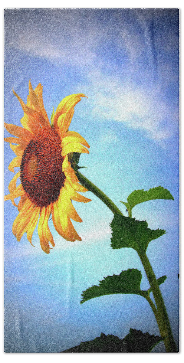 Sun Beach Towel featuring the photograph Sunflower2136 by Carolyn Stagger Cokley