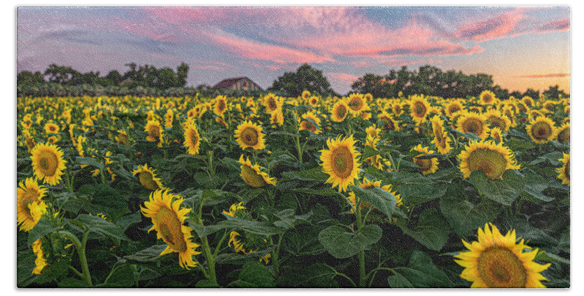 Bees Beach Towel featuring the photograph Sunflowers at Sunset by Don Hoekwater Photography