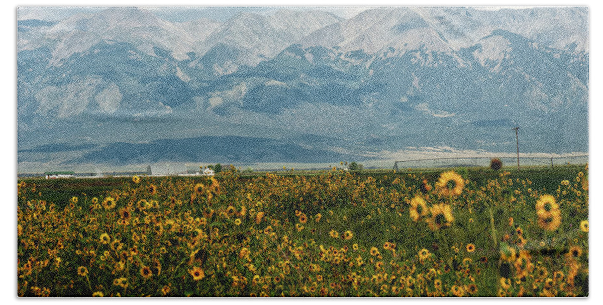 Colorado Beach Towel featuring the photograph Sunflowers by Doug Wittrock