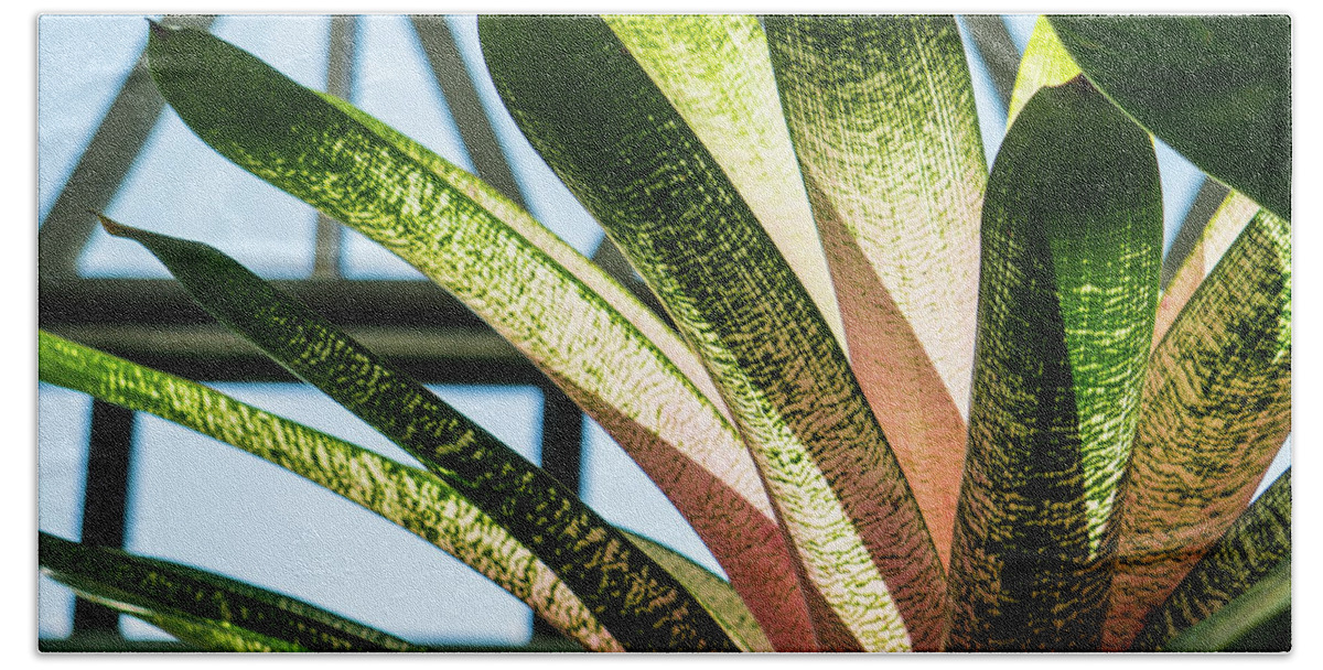 Abstract Plant Greenhouse Sunlight Beach Towel featuring the photograph Sunlight Through Plant by Peggy McCormick