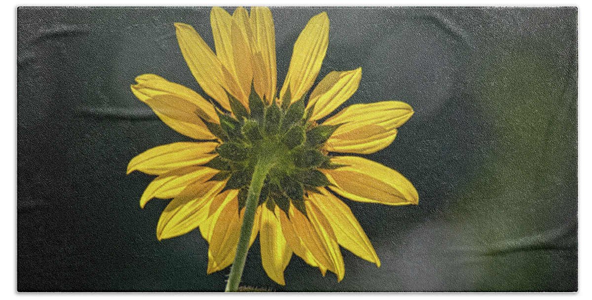 Bloom Beach Towel featuring the photograph Sunny Sunflower Following the Sun by Debra Martz