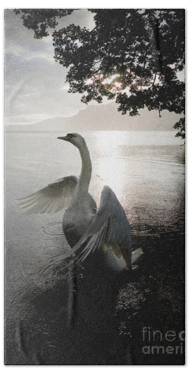 England Beach Towel featuring the photograph Sunrise Swan, Ullswater by Tom Holmes Photography