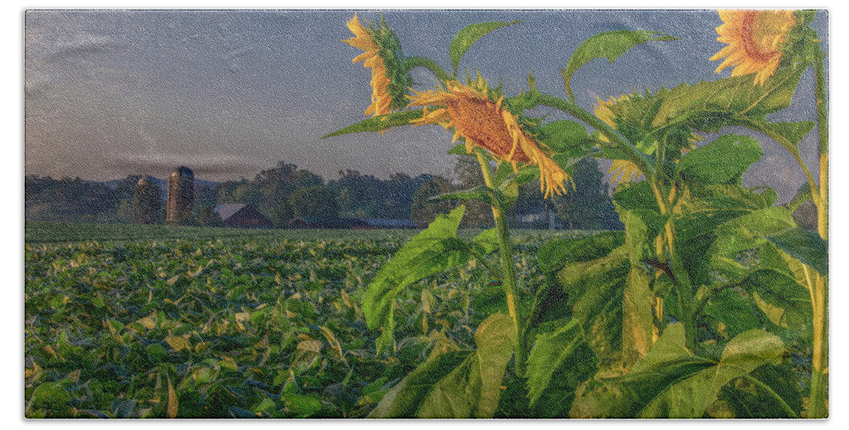 Tennessee Beach Towel featuring the photograph Sunrise With Sunflowers by Marcy Wielfaert
