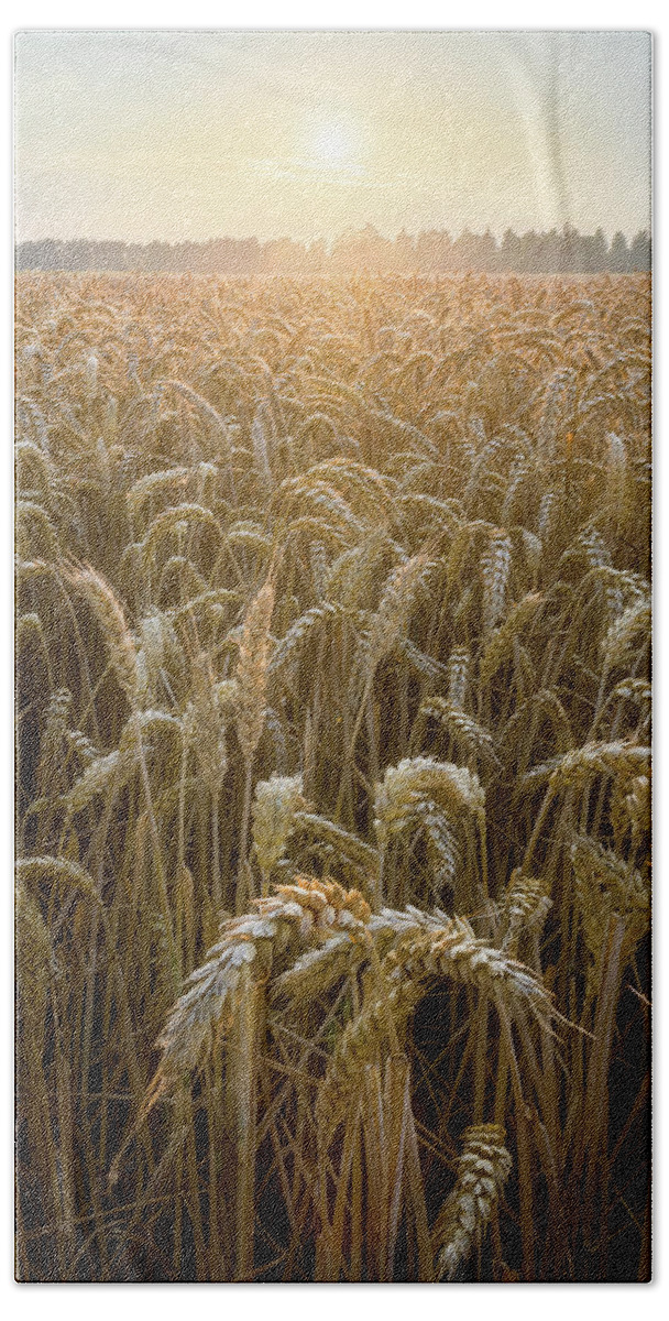 Golden Beach Towel featuring the photograph Sunset in a wheat field by Patrick Van Os