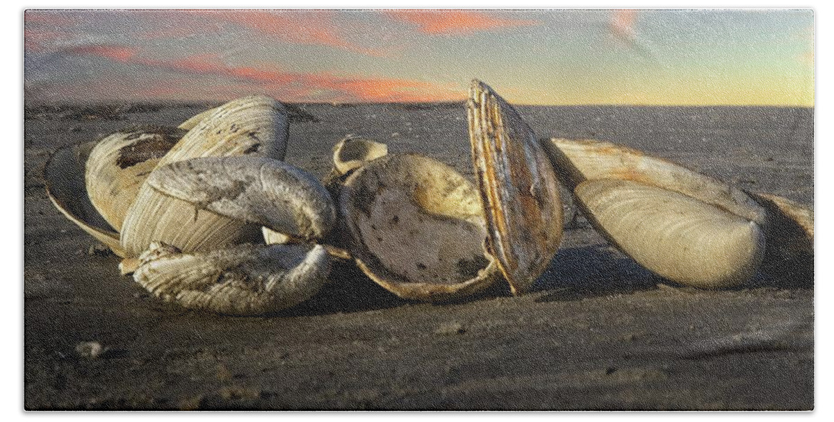Composed Beach Towel featuring the photograph Sunset Seashells by Matthew Adelman