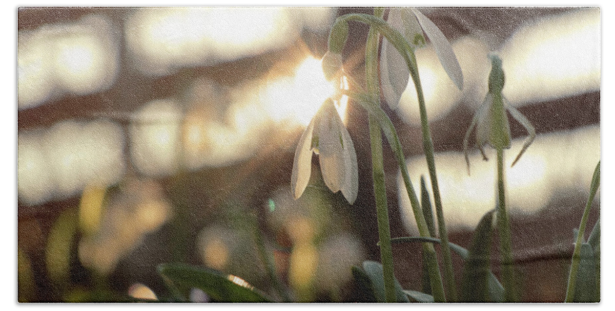 Misty Beach Towel featuring the photograph Sunshine goes through Galanthus nivalis by Vaclav Sonnek