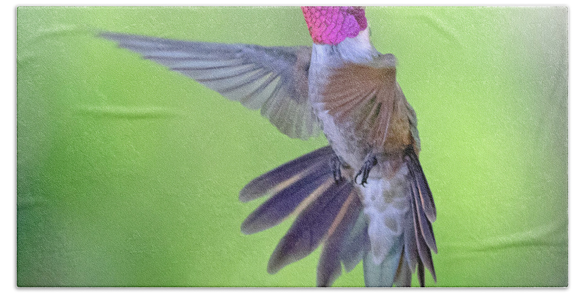 Hummingbird Beach Towel featuring the photograph Suspended in Motion by Mindy Musick King