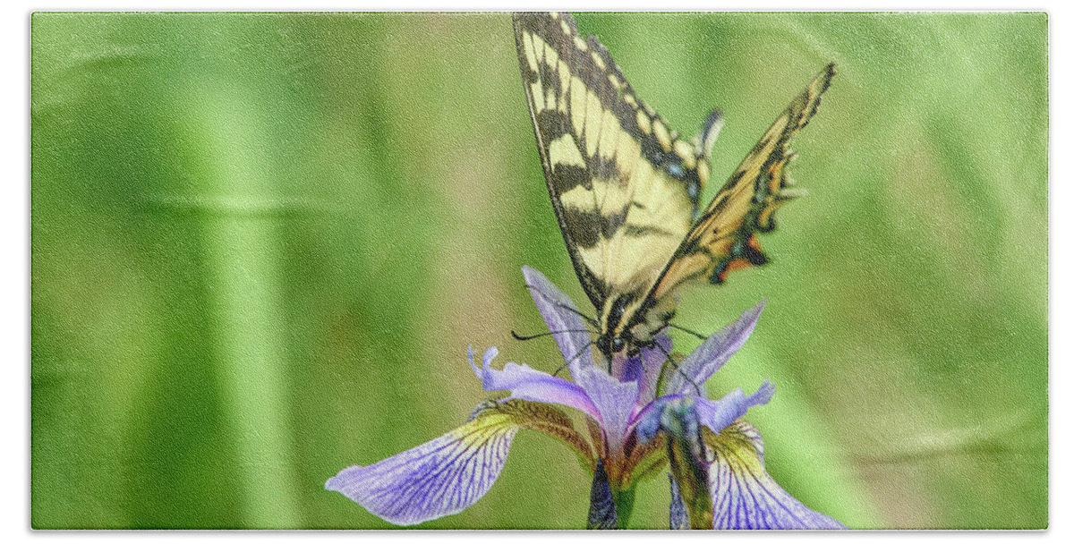 Butterfly Beach Towel featuring the photograph Swallowtail Butterfly by Paul Freidlund