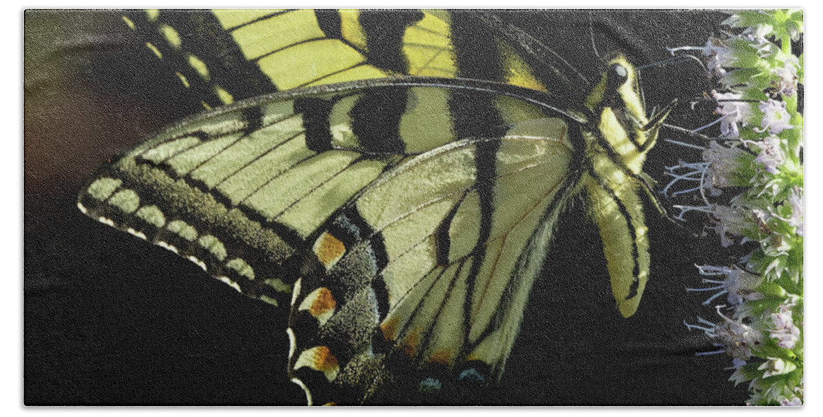 Butterfly Beach Towel featuring the photograph Swallowtail Butterfly by William Jobes